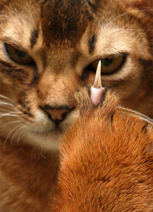 котэ