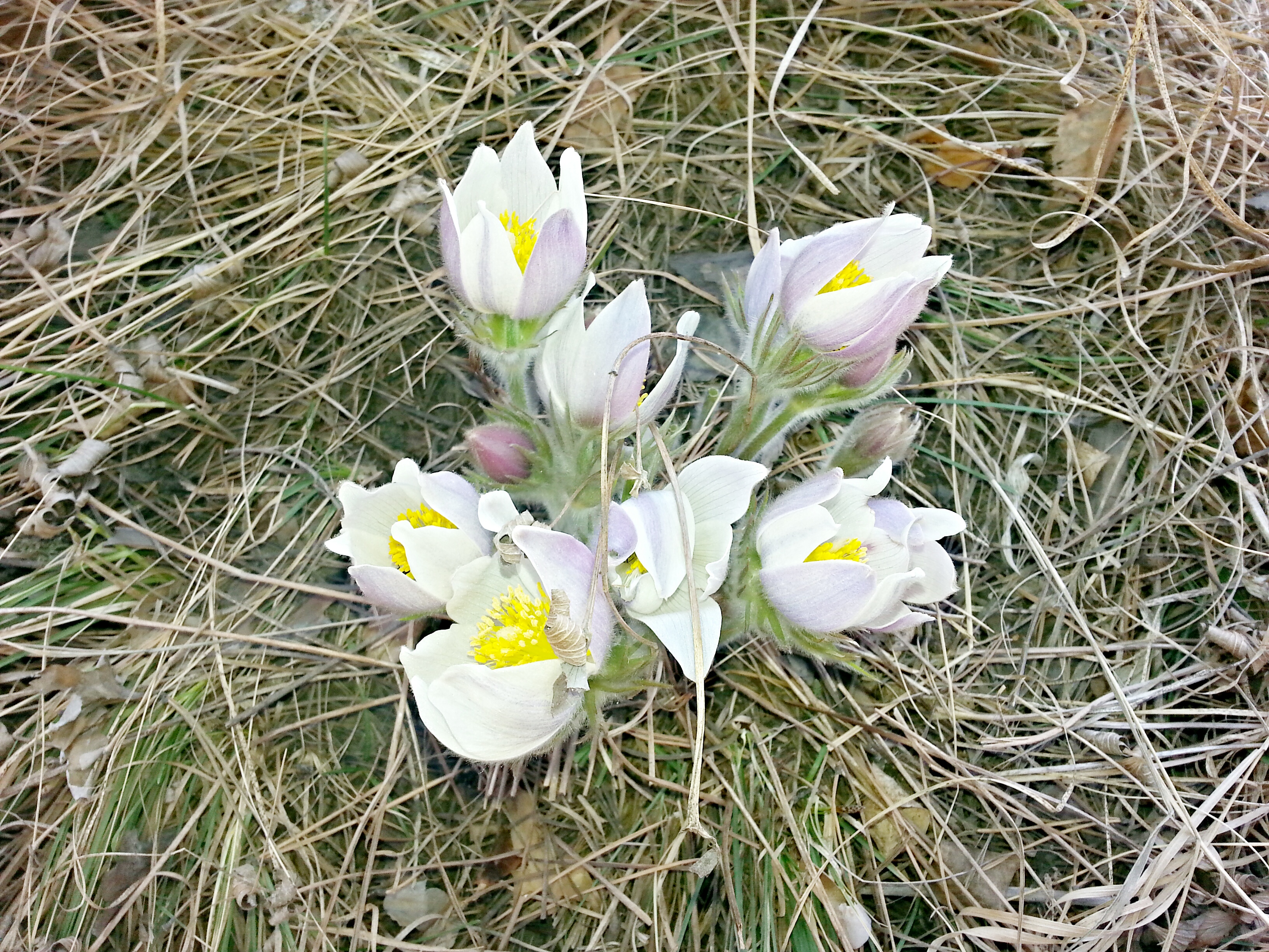 подснежники))))))