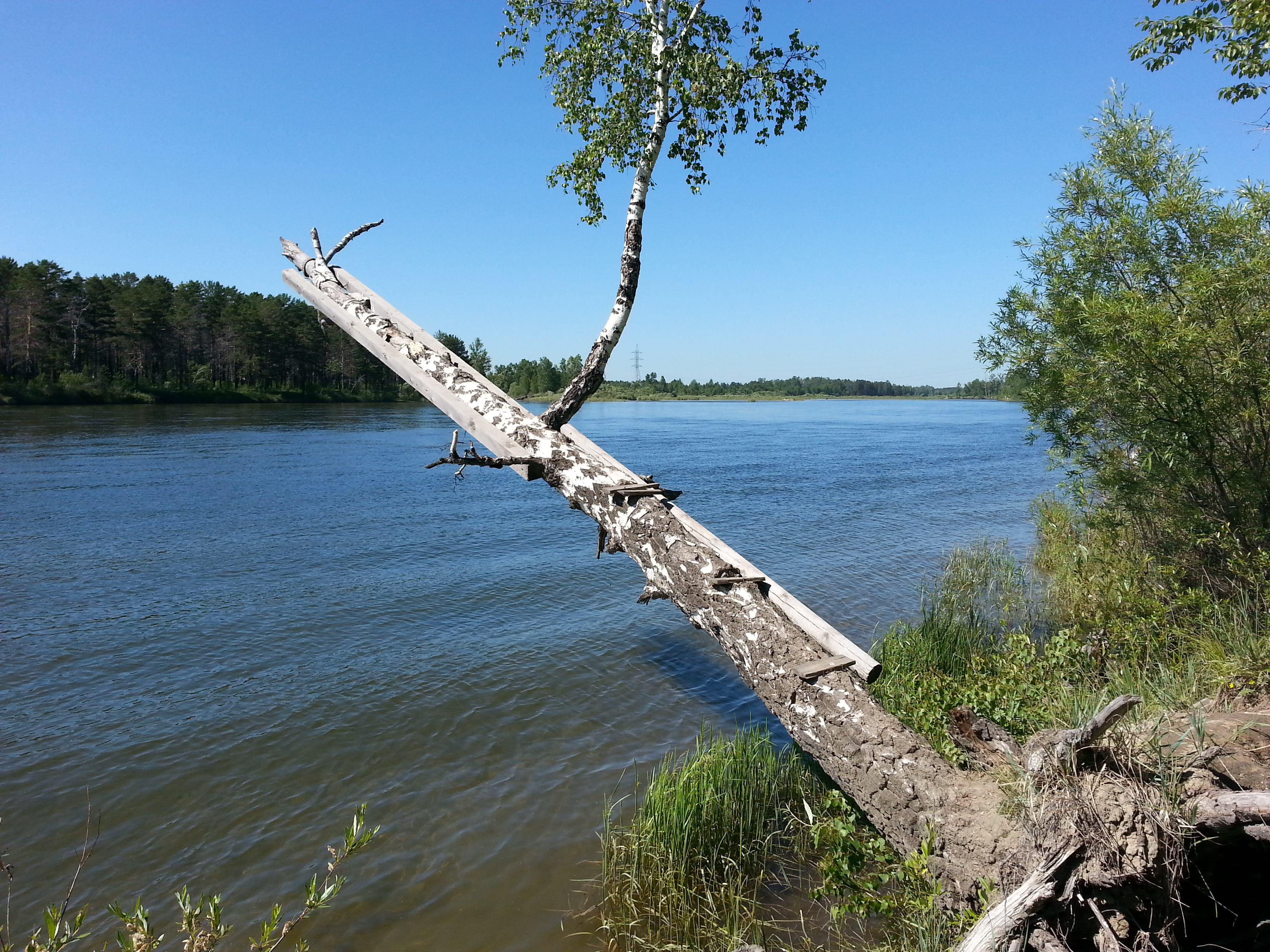 берьоза для прышкоф))))))