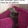 Дни у кота,пока вы на работе