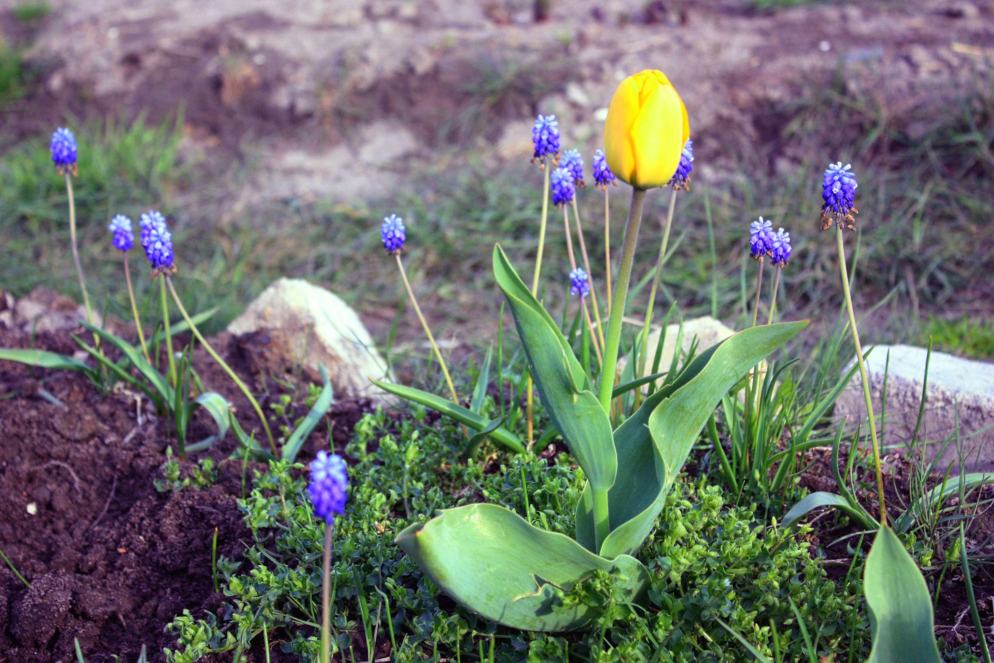Тюльпанчик, вестник разлуки 