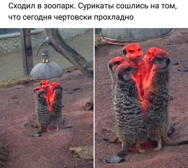 Сходил в зоопарк