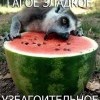 гагое зладгое узбагоительное))))) гагое зладгое узбагоительное)))))