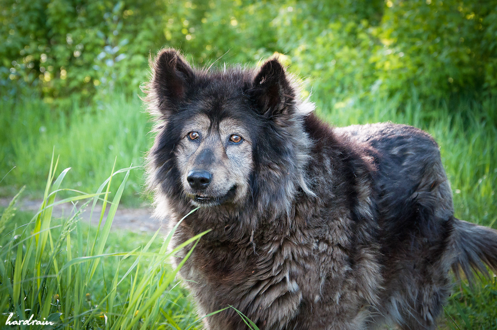 Собака-человек