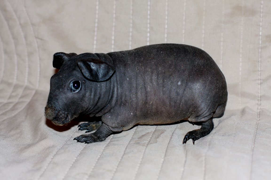 Так и не знаю кто это