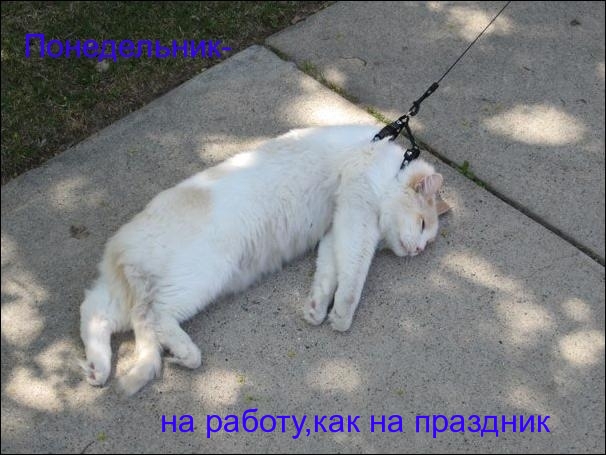 Понедельник))