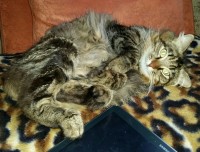 спекулирующий кот-провокатор превратился в тряпку предсказывал погоду планшетно