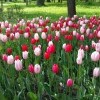 Моё, Санкт-Петербург, город, хорошо, фестиваль тюльпанов Моё, Санкт-Петербург, город, хорошо, фестиваль тюльпанов