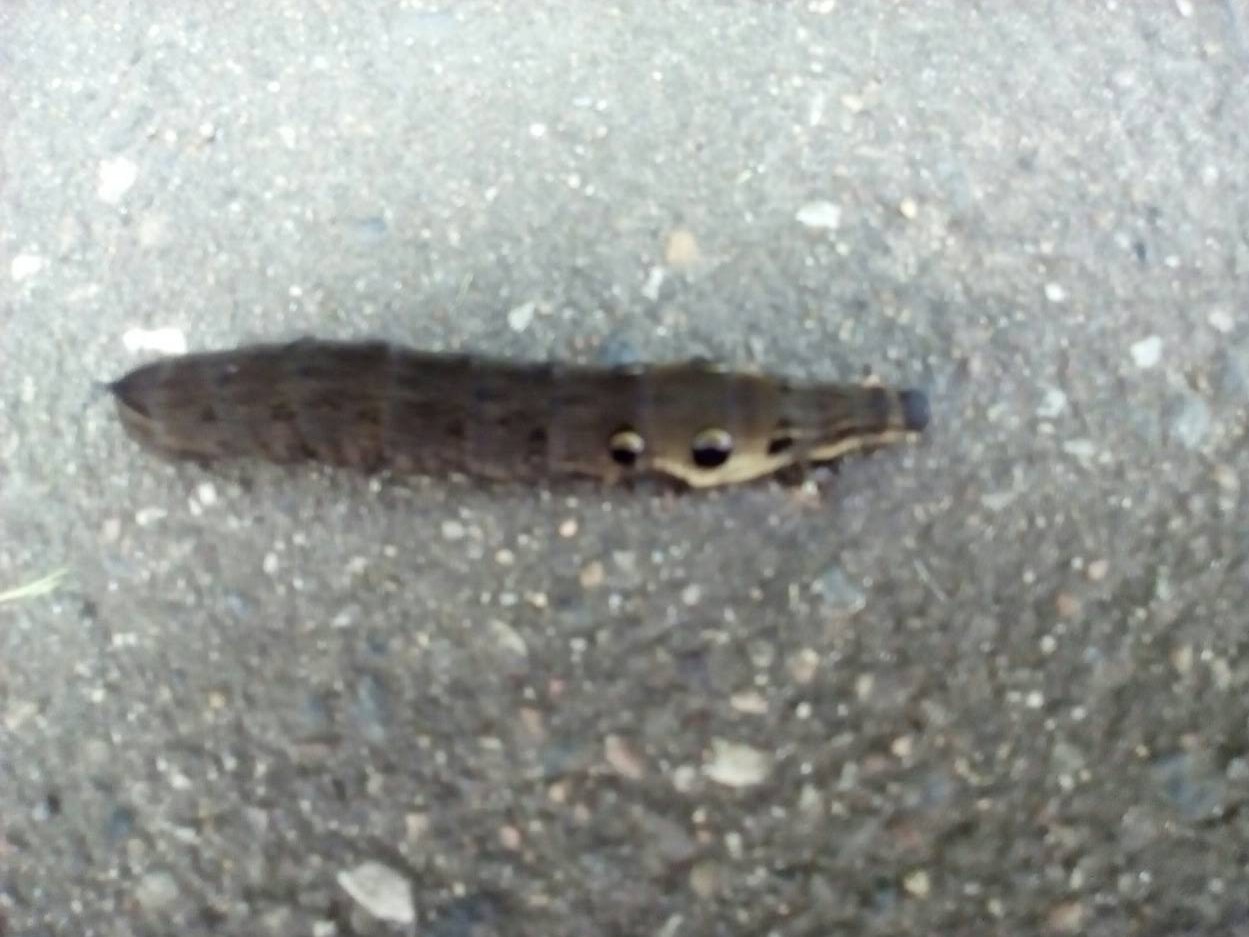 Живомострподмосковный.