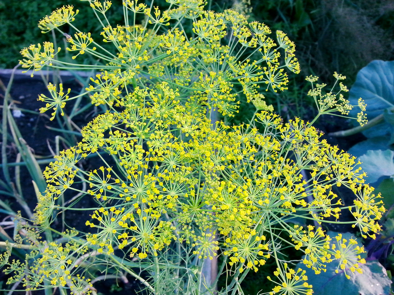 Укропчег)))))