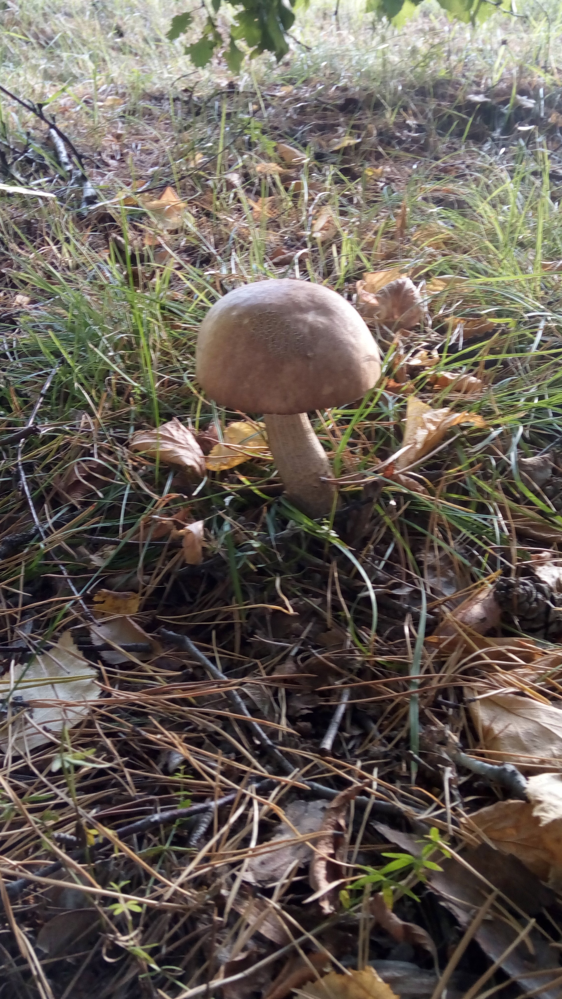 Грибы пошли