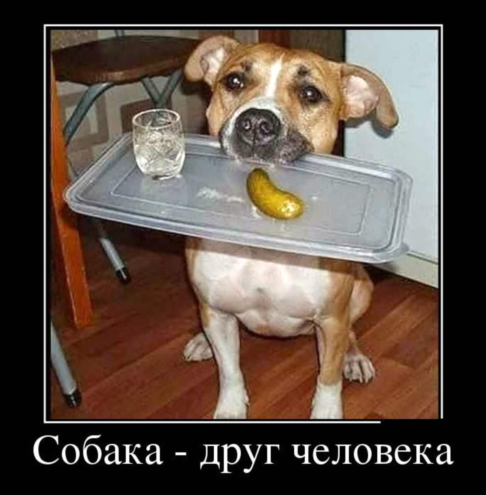 Собака-друг человека!