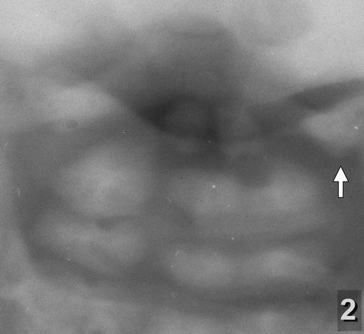 N-2 (115)готово
