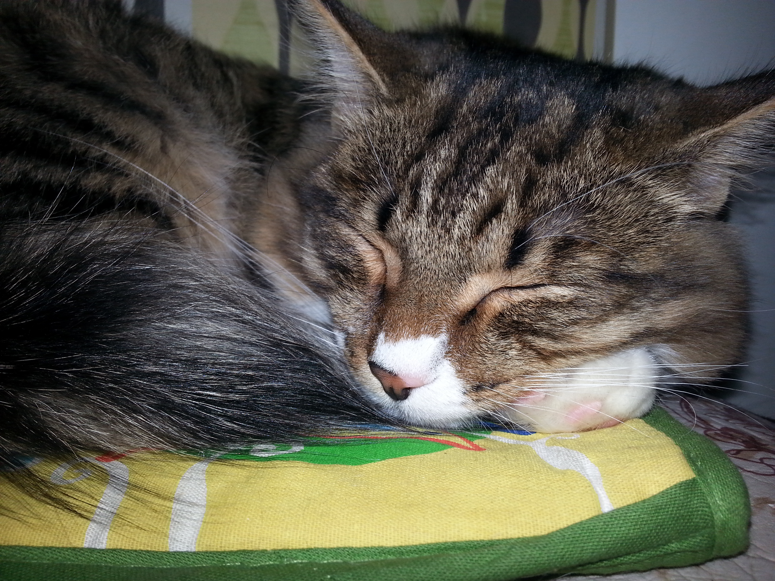 маладой и дурной Пуша спит и совершенно ни притваряица))))