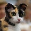 Дар Богов Гризелла Дар Богов Гризелла