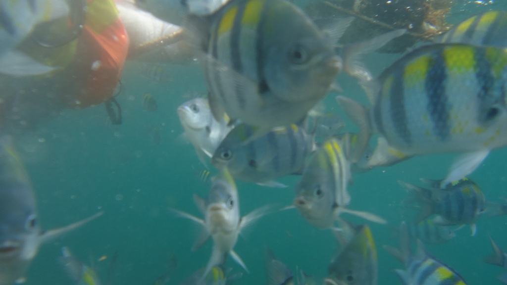 рыбки атакуют