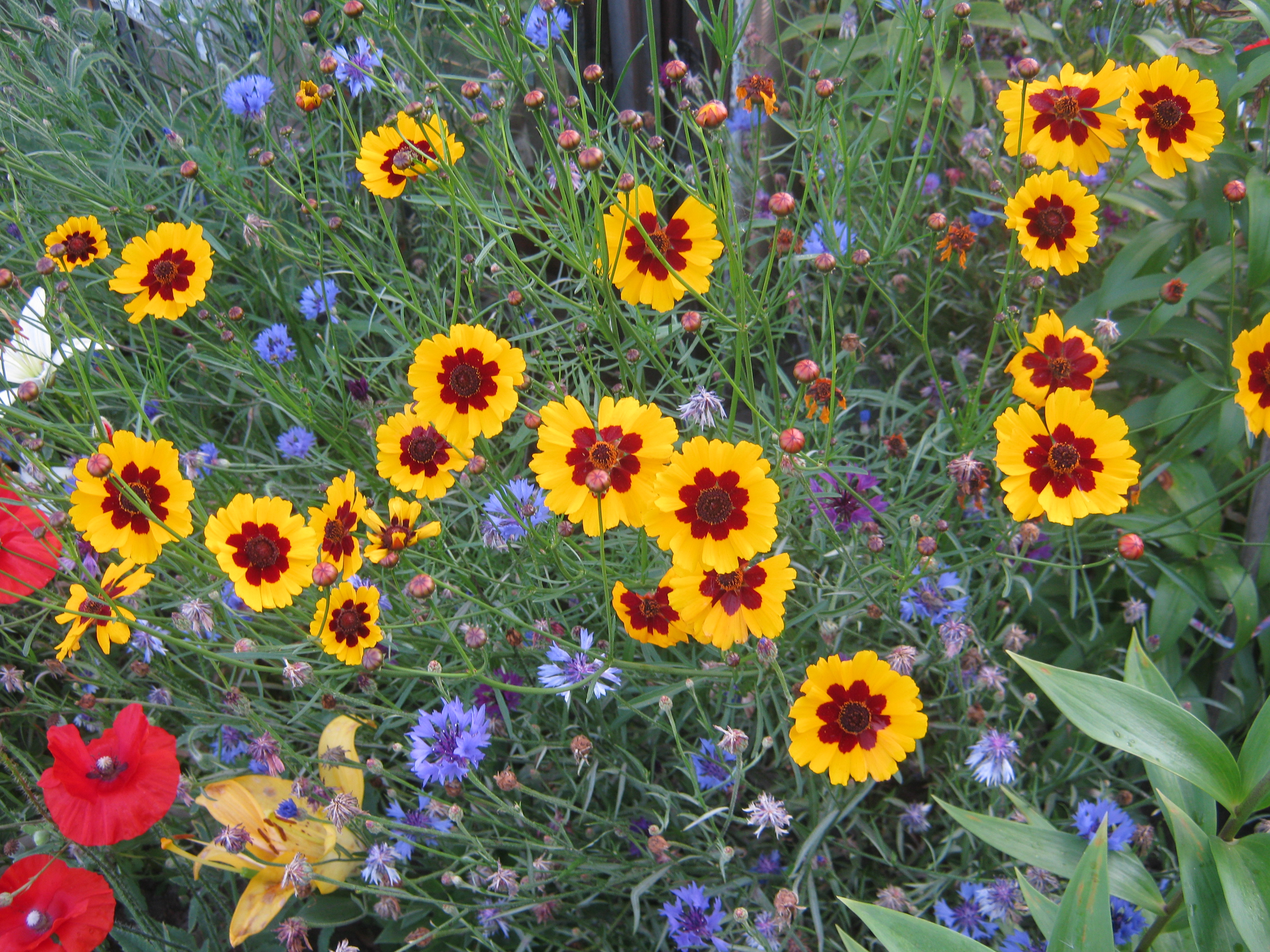 кареопсис цветет