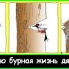 Бурная жизнь дятла Бурная жизнь дятла