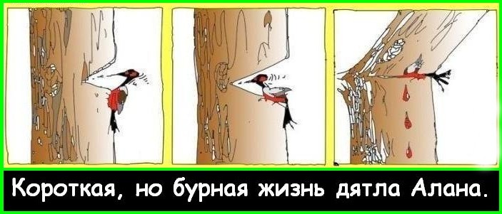 Бурная жизнь дятла