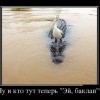 Баклан Баклан