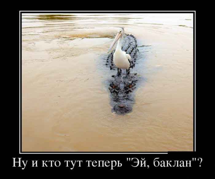 Баклан