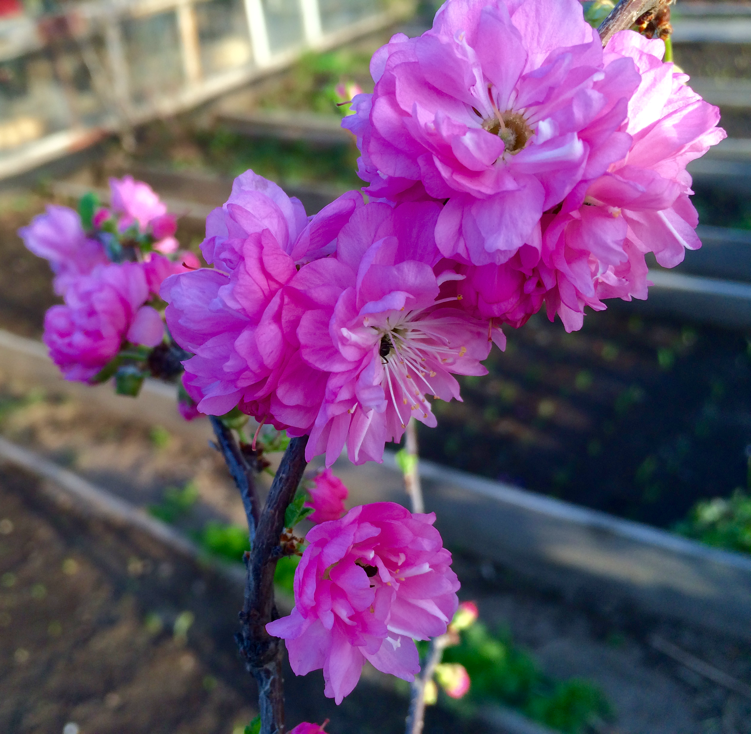 Ветка Сакуры