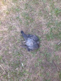 Голубь без головы