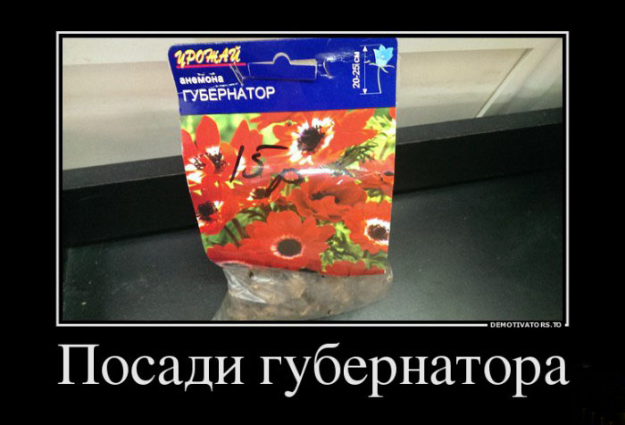 Посади губернатора