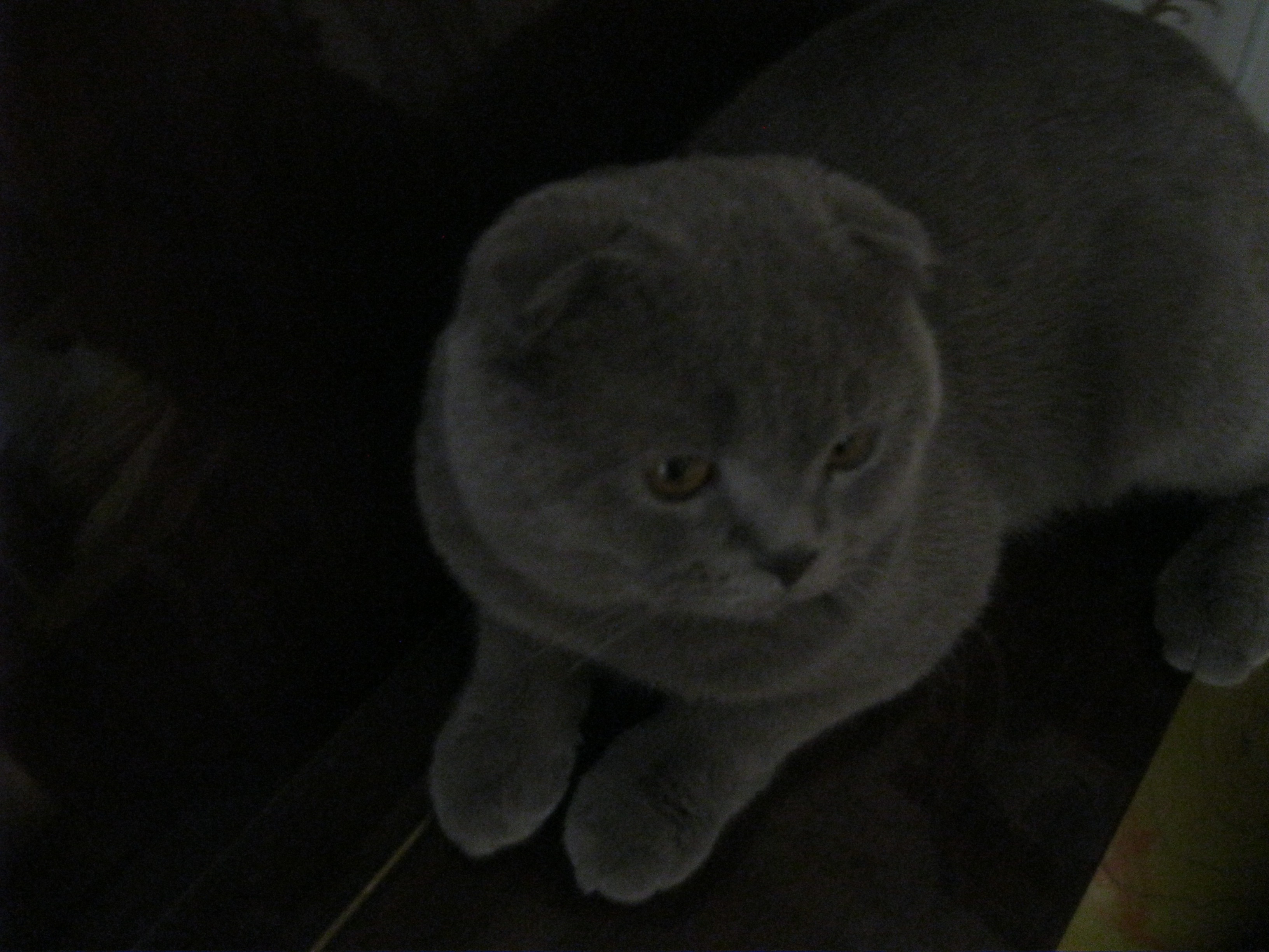 Наш любимый котик