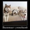 Выживает умнейший Выживает умнейший