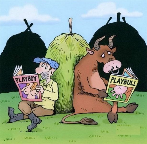 Playboy-bull