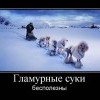 Гламурные суки