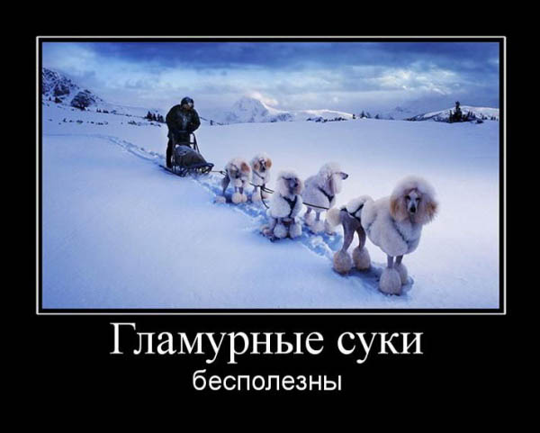 Гламурные суки