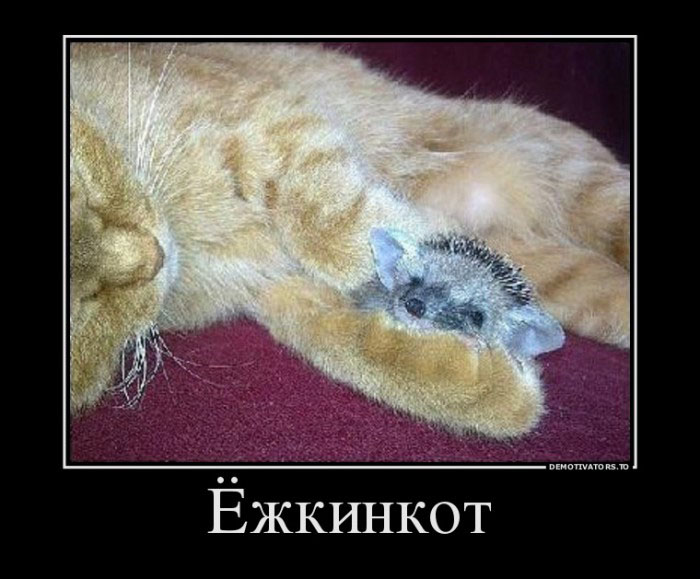 Ёжкинкот