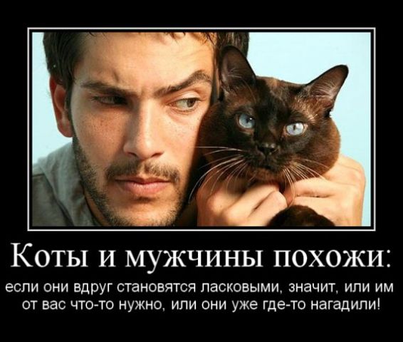 Коты и мужчины