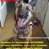 пропала любимица детей пропала любимица детей