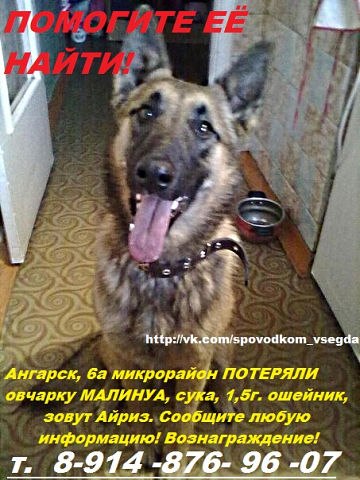 пропала любимица детей