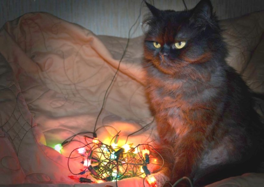 скоро ёлку убирать..