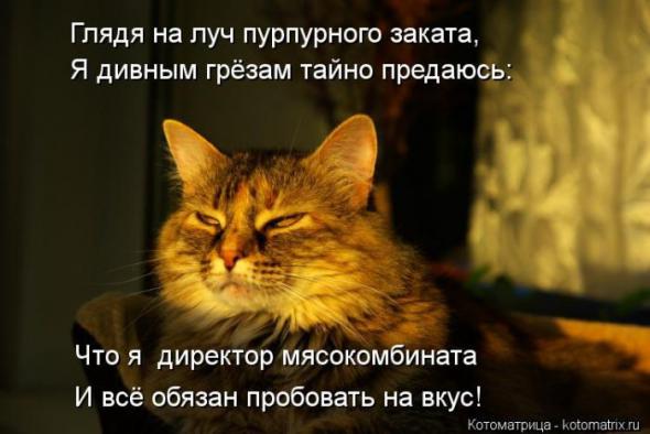 Котэ