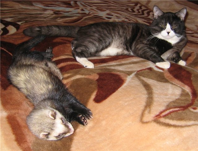 Взято с яндекс рисунки