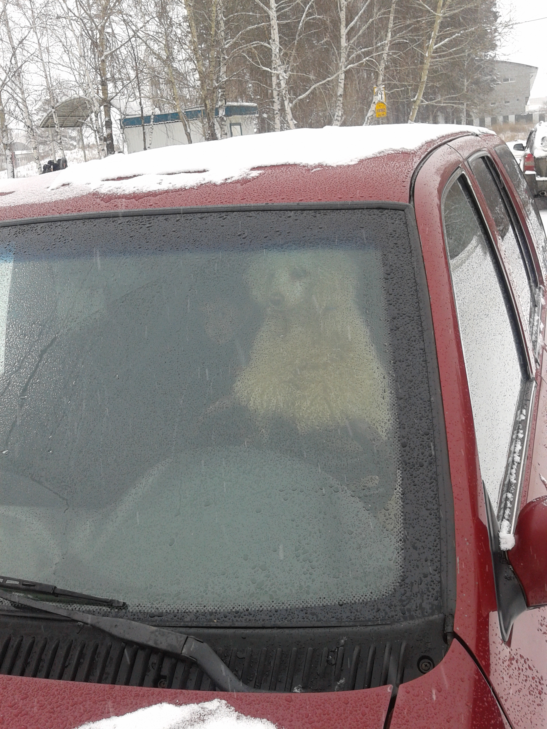 собака-заруляка)))))