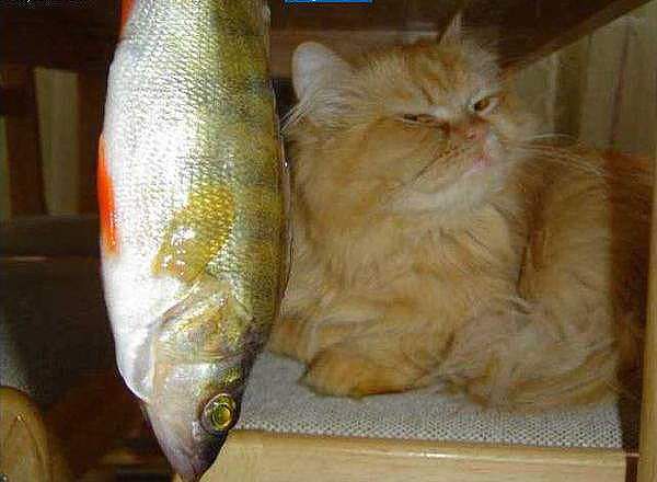 Без пива не буду))