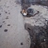 Третьей будешь?( Черноголовские коты)
