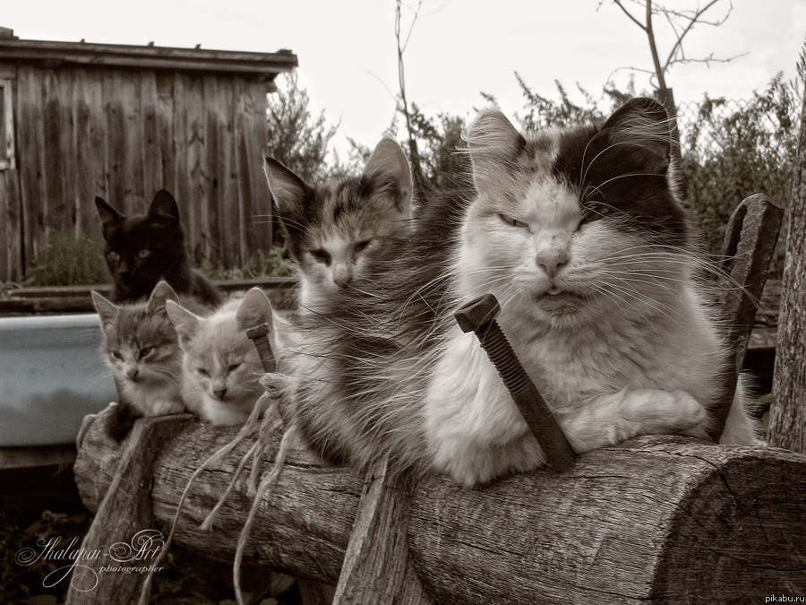 Котобанда..