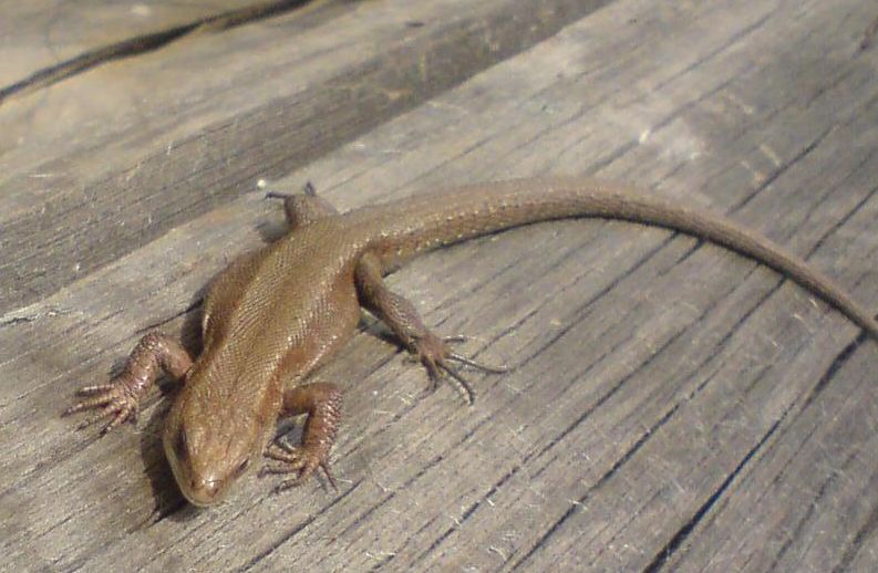 Ящерица приходила...