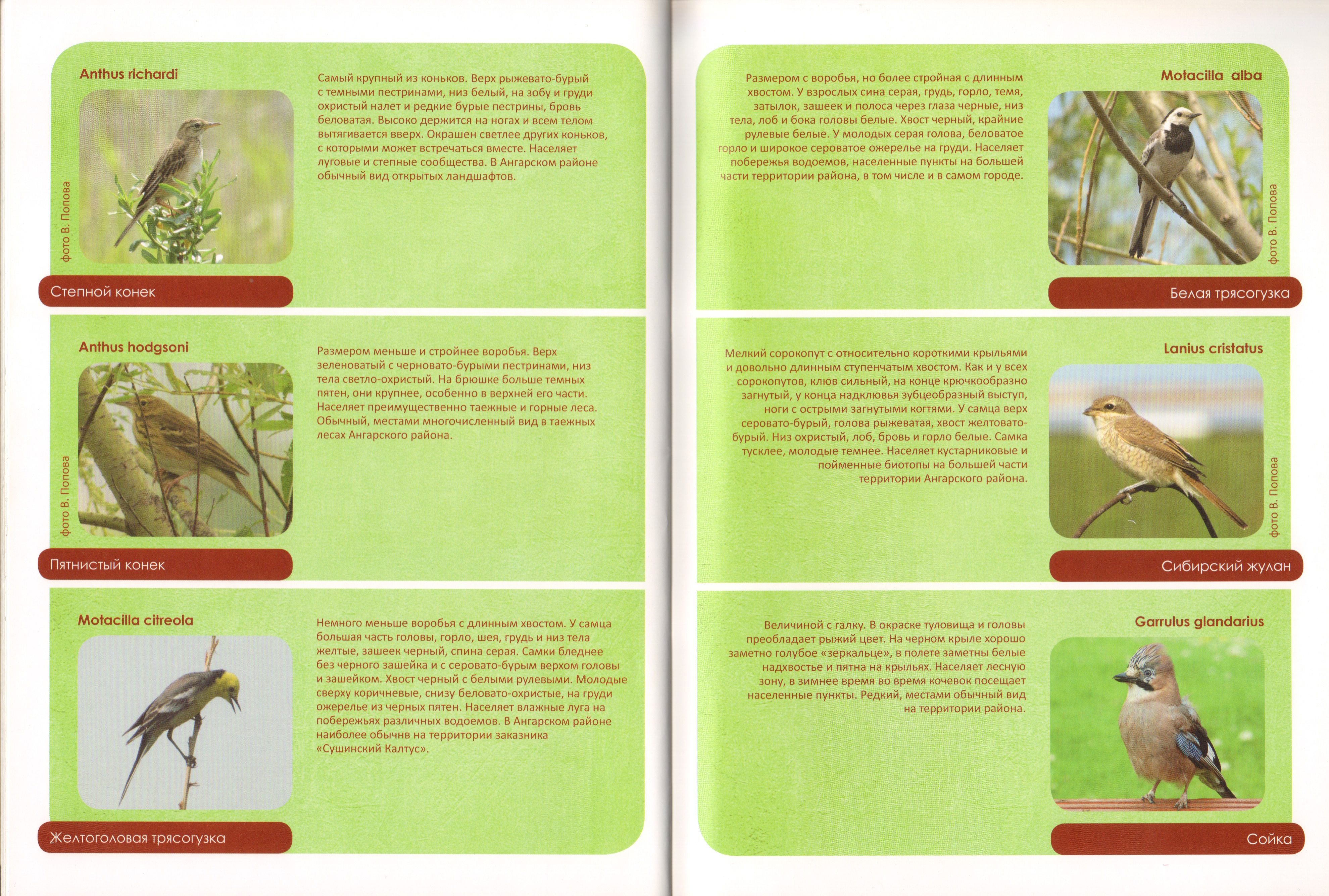 Животный мир Ангарского района 15