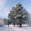 Скандинавский ходок