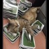 Пресыщение Пресыщение