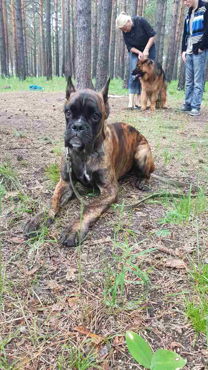 Тяжело нам даётся дрессировка)))