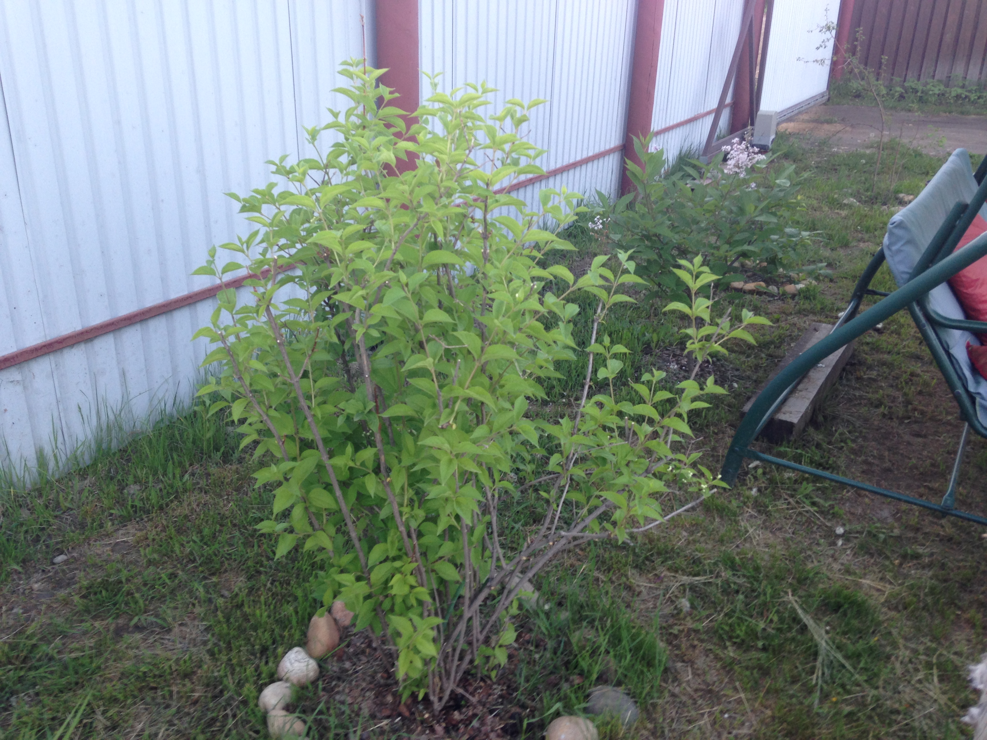 Второй жасмин